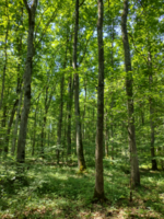 Acquisition d'un bois pour Forecial